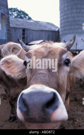 Hampton NH A Jersey cow at the Hurd Farm in Hampton NH Dairy Farm Stock Photo