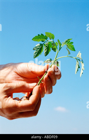 A man holding a scion Stock Photo