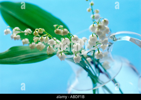 Lily of the valley in a glass vase Stock Photo