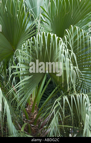 chinese fountain palm, Livistona chinensis Stock Photo