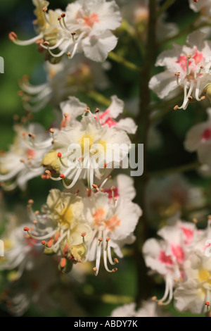 'Horse Chestnut flower' close up, from a 'Horse Chestnut Tree' Stock Photo