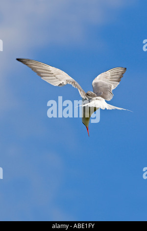 Common Tern Sterna hirundo hovering with nice blue sky background bedford Stock Photo