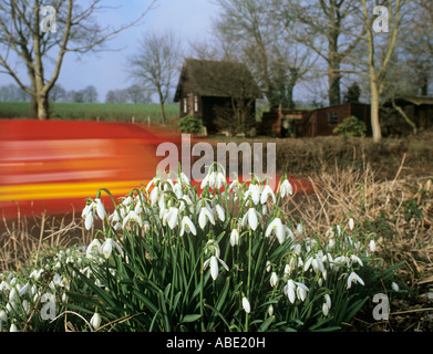 WILD SNOWDROPS Galanthus nivalis growing roadside with red Royal Mail post van on rushing past on a country lane. Hampshire England UK Stock Photo