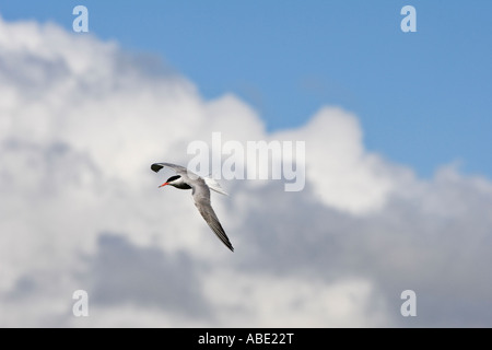 Common Tern Sterna hirundo in flight with nice cloud filled sky bedford Stock Photo