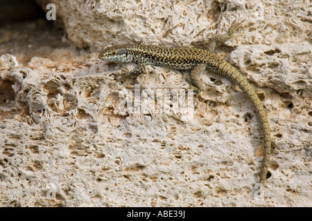 Common Wall Lizard (Podarcis muralis) on wall of ruined fortress Stock Photo
