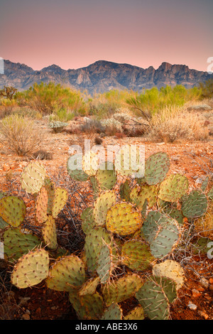 Looking towards the Santa Catalina Mountains of the Coronado National Forest Oro Valley Tucson Arizona Stock Photo