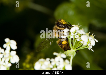 European Honeybee (Apis mellifera) feeding on umbellifera flower Stock Photo
