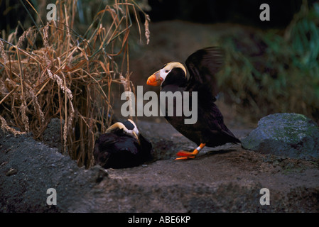 Tufted Puffins (Fratercula cirrhata) at the 'Point Defiance Zoo and Aquarium' Tacoma Washington State USA Stock Photo