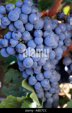 Cabernet Sauvignon grapes Stock Photo