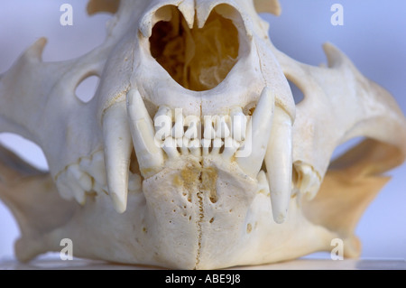 Bengal Tiger Skull Panthera tigris view from front showing teeth Stock Photo