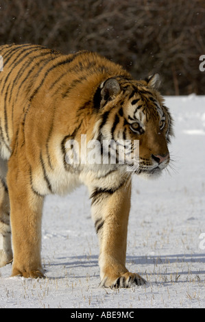 Siberian Tiger Panthera tigris altaica walking in snow captive USA Stock Photo