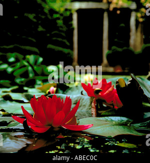 A pond overflowing with white and red lilies, Stock Photo