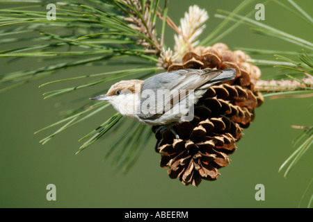 Brown headed Nuthatch perching on Pine Cone Stock Photo