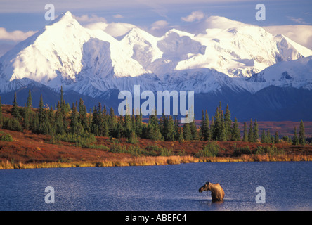 Moose in Denali Park Alaska Stock Photo