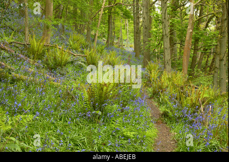 path through ancient oak woodland with king fern Aughton Wood Lancashire with Bluebells Stock Photo