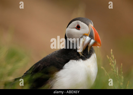 Puffin  fratercula arctica with fish, Farne Islands Northumberland UK Stock Photo