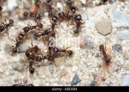 Group of Ants on Sandy Ground Exhibiting Natural Social Behavior Stock Photo