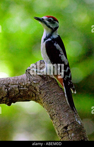 Great Spotted Woodpecker Dendrocopos major. Natural history. Wildlife. Great Spotted Woodpecker Dendrocopos major. Natural history. Wildlife.