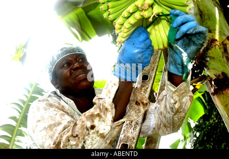 Maria Porter picking bananas Stock Photo