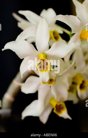 Dendrobium hetrocarpum Orchid Stock Photo