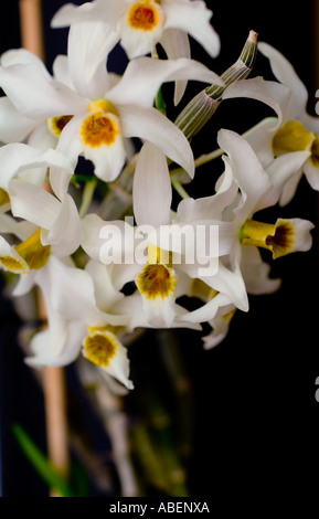 Dendrobium hetrocarpum Orchid Stock Photo