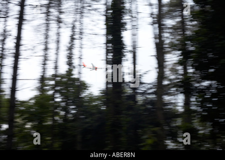 A landing Easyjet airliner passes between trees over a forest near Bristol airport North Somerset England. Stock Photo