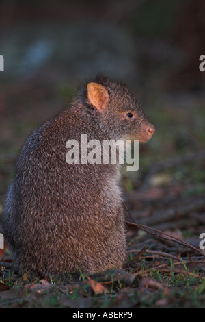 rufous bettong, rufous rat kangaroo, aepyprymnus rufescens Stock Photo