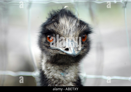 Emu, Dromaius novaehollandiae Stock Photo