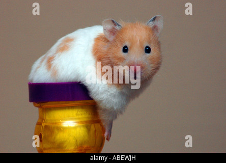 Syrian Hamster Stock Photo