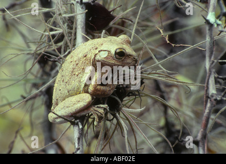 Cuban Tree Frog sitting on branch- osteopilus septentrionalis Stock Photo