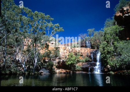 10 96 Western Australia Australia The Kimberley long horned cattle are ...