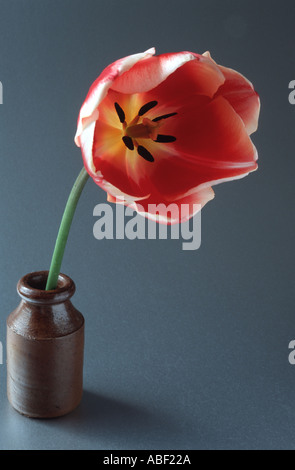 Single Red tulip flower in a small vase on a grey background Stock Photo