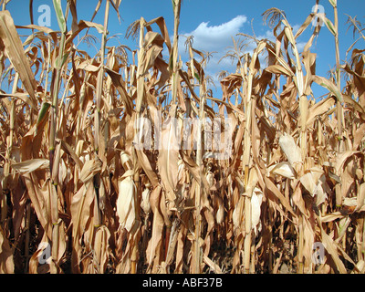 scarcity of water dried plants Stock Photo