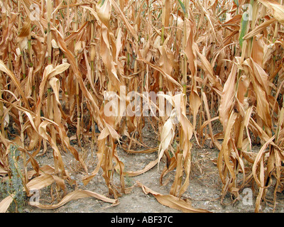 scarcity of water dried plants Stock Photo