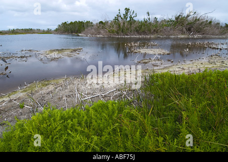 After 2004 hurricanes Wilma and Katrina Eco Pond is no longer wading bird sanctuary Everglades National Park, FL Stock Photo