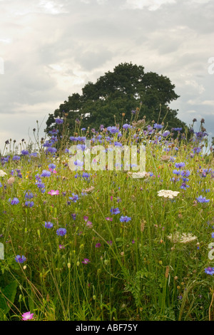 Wildflower meadow in full bloom stretching to trees on hilltop. Stock Photo