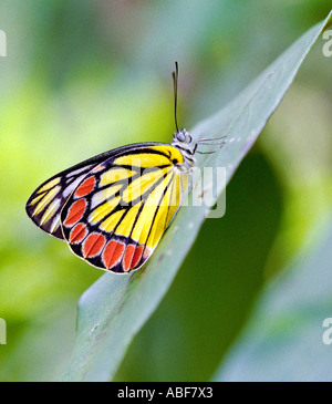 jezebel delias eucharis pieridae