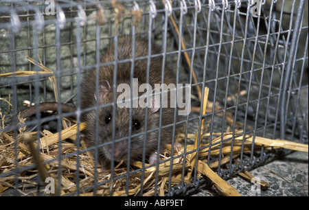 Caught In A Rat Trap, Part 2 Stock Photo - Alamy