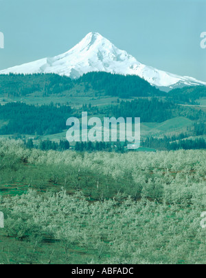 Hood River Valley in Northern Oregon with fruit trees in bloom and Mount Hood looming beyond Stock Photo