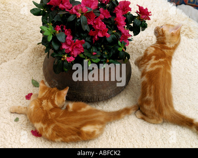 Two British Red Tabby Kittens Eight Weeks Old with Azalea Pot Plant Stock Photo