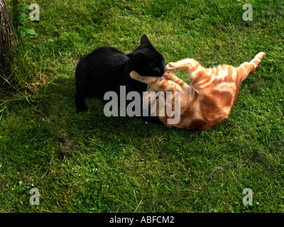 Catfight Black and Ginger Cats Stock Photo: 7358528 - Alamy