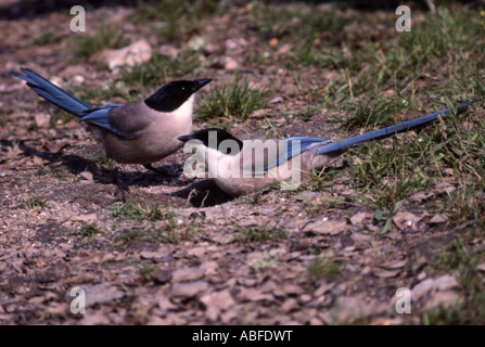 Azure winged magpies on ground Portugal Stock Photo