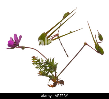 Common Storksbill Erodium cicutarium seed head Corsica France Stock ...