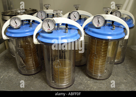 Anaerobic bacteria growing on agar within an anaerobic jar Stock Photo