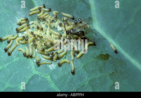 Parasitic wasp Cotesia (Apanteles) glomerata laying eggs in caterpillars, UK Stock Photo