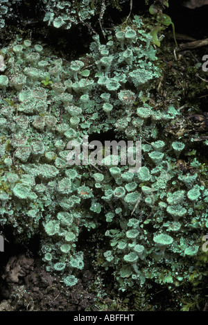 Pixie cup lichen Cladonia pyxidata on the ground UK Stock Photo