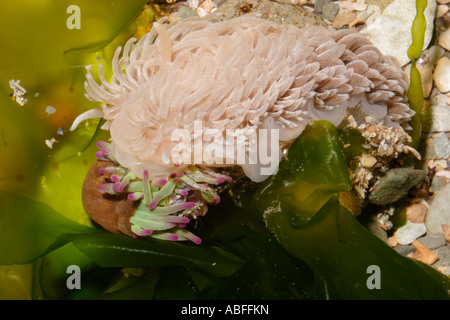 Common grey seaslug Aeolidia papillosa eating a snakelocks anemone Anemonia viridis in a rockpool UK Stock Photo
