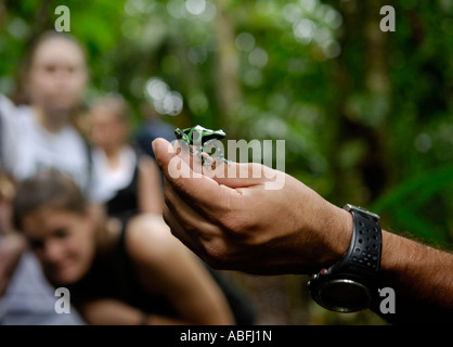 Ecotourists observing a green and black poison frog on a guided rainforest walk, La selva, Costa Rica, ecotourism Stock Photo