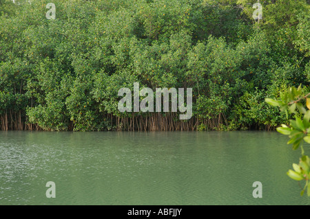 Red mangrove, Rhizophora mangle, trees Stock Photo