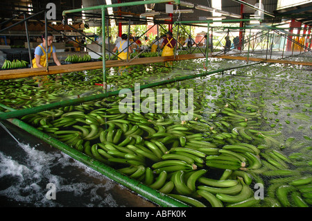 Workers process freshly harvested bananas at a Dole banana plantation northeastern Costa Rica. Stock Photo